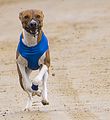 Basenji KSM Muenster 2014 (1018)